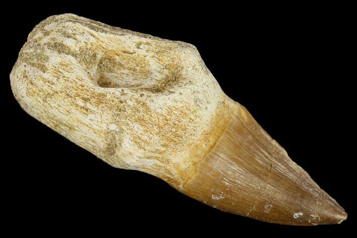 Fossil Rooted Mosasaur (Prognathodon) Tooth - Morocco #116869